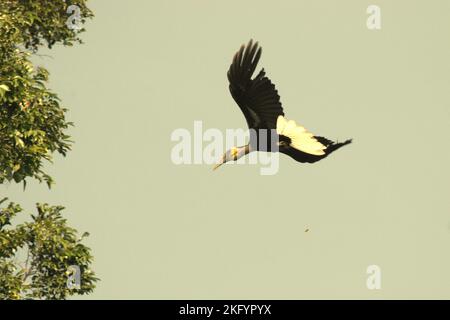 A male individual of wreathed hornbill (Rhyticeros undulatus) is flying above lowland rainforest in Ujung Kulon National Park, Pandeglang, Banten, Indonesia. Stock Photo