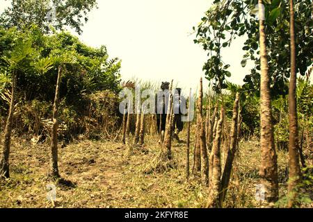 A journalist is walking with a national park ranger through a coastal landscape where giant roots of sonneratia plant, one of the mangrove trees, are seen in Ujung Kulon National Park, Pandeglang, Banten, Indonesia. Stock Photo