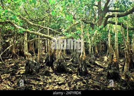 Giant aerial roots of sonneratia plant, one of the mangrove trees that grow on the coastal landscape of Ujung Kulon National Park in Pandeglang, Banten, Indonesia. Stock Photo