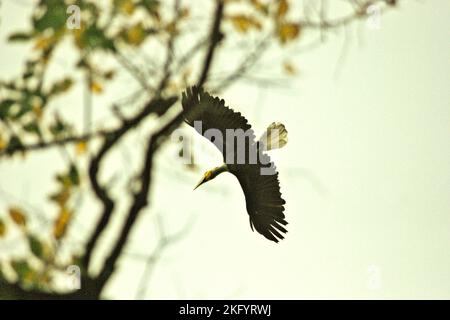 A male individual of wreathed hornbill (Rhyticeros undulatus) is flying above lowland rainforest in Ujung Kulon National Park, Pandeglang, Banten, Indonesia. Stock Photo