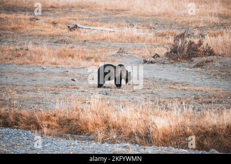 Grizzly Bear in Yellowstone National Park Stock Photo