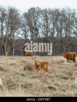 Scottish Higlander Calf Cattle on a field ecological farm  Stock Photo