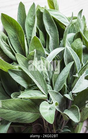 Bunch of fresh sage leaf closeup Stock Photo