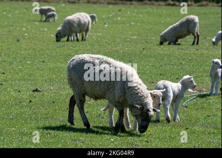 Sheep are grazing in a paddock. There are ewes and lambs. Stock Photo