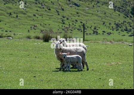 Two ewes and a lamb are standing stacked together in a green, grassy paddock in New Zealand. Stock Photo