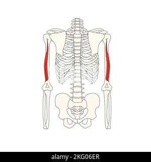 human anatomy drawing muscle rectus capitis lateralis Stock Photo