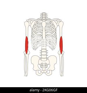 human anatomy drawing brachialis muscle Stock Photo