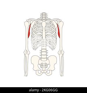 human anatomy drawing coracobrachialis muscle Stock Photo