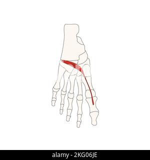 human anatomy drawing musculus extensor pollicis brevis Stock Photo