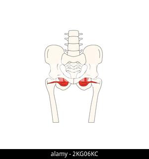 human anatomy drawing muscle obturator internus Stock Photo