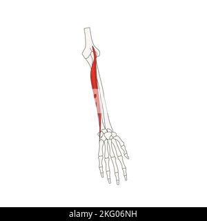human anatomy drawing extensor carpi ulnaris Stock Photo