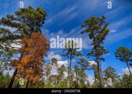 Little pine trees start to grow in a reforestation effort in a woodland area. Near Dover Lights in the Ozark Mountains, Arkansas. Stock Photo