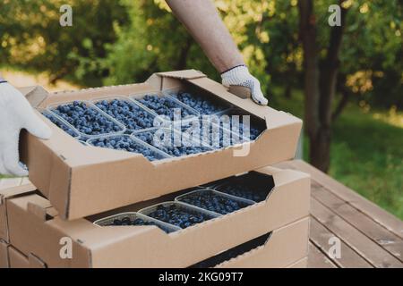 Worker at farm pack blueberry for shipment. Packing berry for delivery and sell. Male hands holding cardboard box or crate full of plastic containers Stock Photo