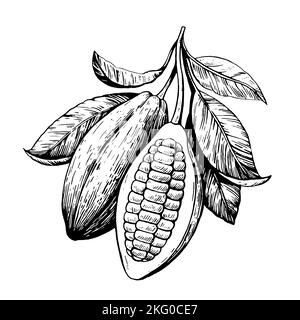 Cocoa beans illustration in black and white engraving retro style isolated on white background. Vector hand drawing Stock Vector