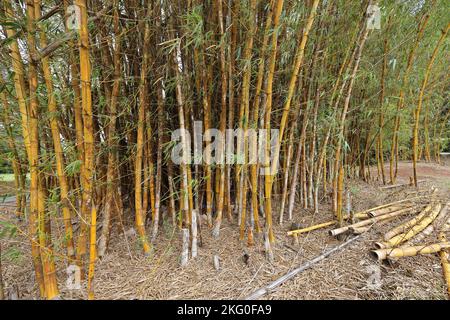 Stand of Bamboo growing in North Queensland Australia Stock Photo