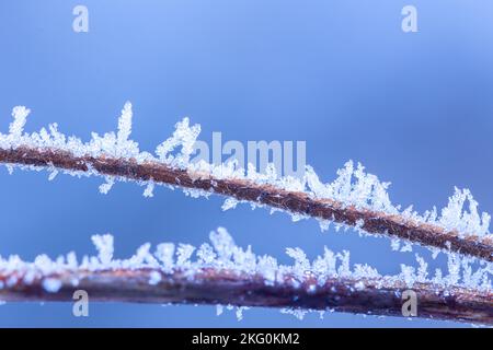 Clear blue crystals of frost on the branch Stock Photo