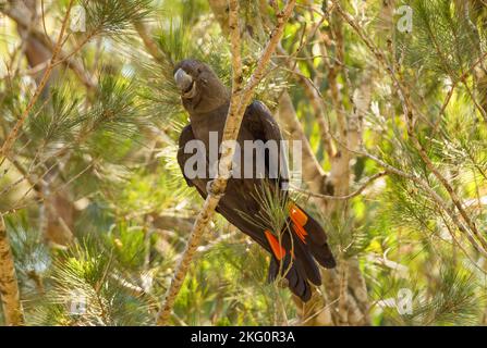 The eastern subspecies of the glossy black cockatoo (C. l. lathami) is listed as threatened in Victoria, The birds are found in open forest. Stock Photo