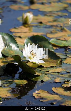 A single White Water lilies blooming in a natural pond, a white lotus like flower in a lake or pond. Stock Photo