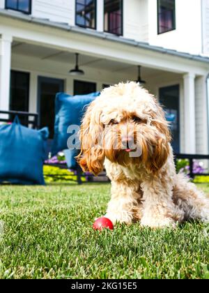 A vertical shot of a beige Labradoodle in a garden Stock Photo