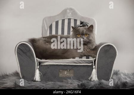 British longhair lies on cat sofa Stock Photo