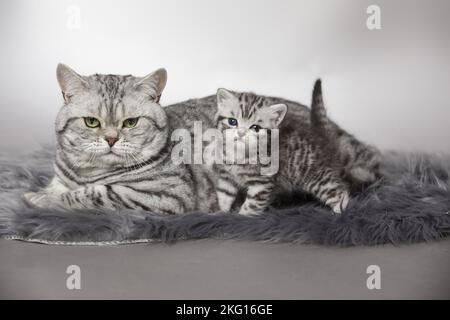 British Shorthait tomcat with kitten Stock Photo