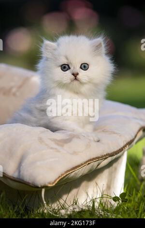 British long-haired kitten in the cat bed Stock Photo