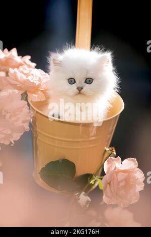 British long-haired kitten between roses Stock Photo