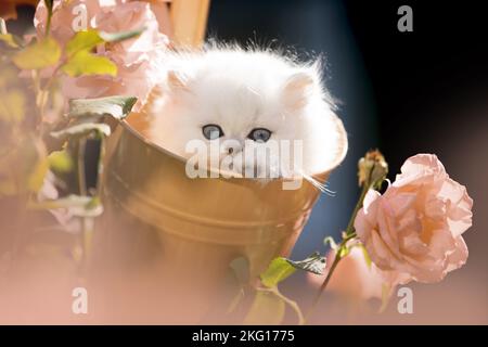 British long-haired kitten between roses Stock Photo