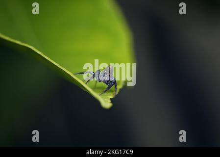 Male garden spider on the end of green leaf Stock Photo