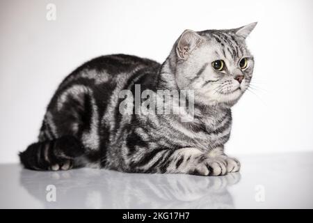 lying British Shorthair Stock Photo