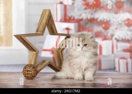 sitting British Longhair Kitten Stock Photo