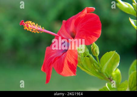 Red hibiscus flower on green blurred background Stock Photo