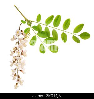 Black locust branch and flowers isolated on white background Stock Photo