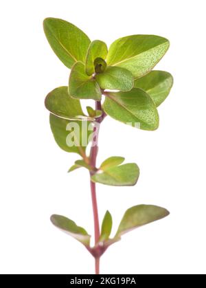 Fresh Wild thyme  isolated on white background Stock Photo