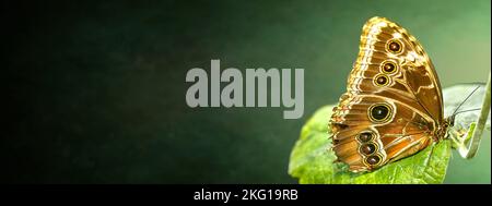 Green banner with black gradient and Banana butterfly, caligo memnon, sitting on a green leaf on right side Stock Photo