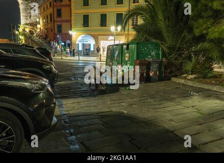 Wild boar (Sus scrofa) scavenging in bins as tourists look on, Santa Margherita Ligure, Northern Italy. September 2022. Stock Photo