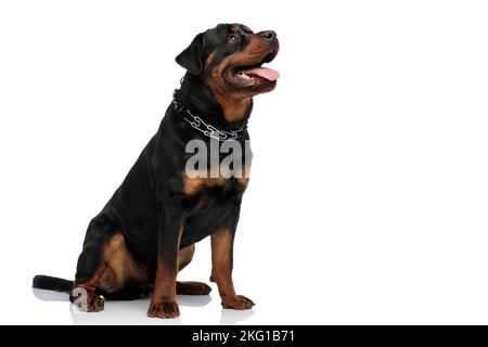 Beige Rottweiler curious rottweiler dog with collar looking up while sitting in front of ...