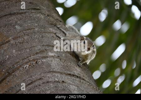 Close-up of a squirrel climbing down a coconut tree in India Stock Photo