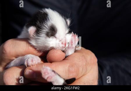 close-up of a tiny newborn sleeping kitten in the hands of a person. Love for cats. Pet day. Comfort and coziness of childhood pets. veterinary, anima Stock Photo