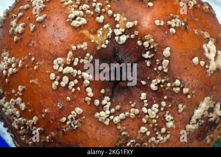 Rot, Mould or Fungi Pattern on Rotten Apple or Mouldy Apple Stock Photo