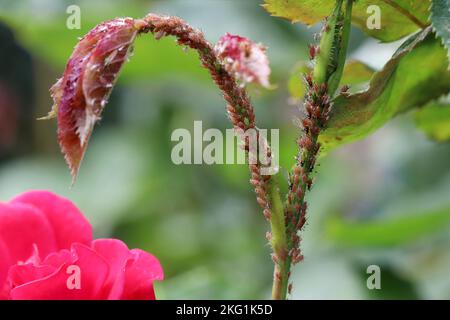 A lot of aphids sit on the stem of the rose and suck the juices out. Diseases and problems of roses. Macrosiphum rosae, the rose aphid. Stock Photo