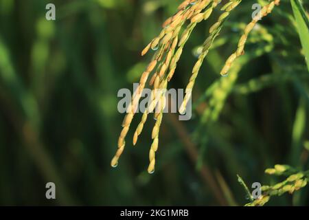 Close-up to thai rice seeds in ear of paddy.Beautiful golden rice field and ear of rice. Stock Photo