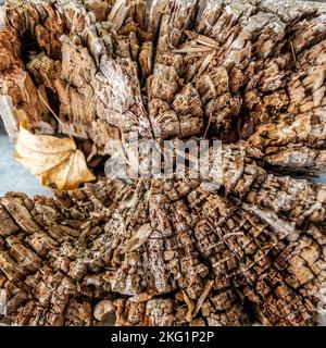 Epsom, Surrey, London UK, November 19 2022, Abstract Close Up Image Of A Dead Decaying Tree Stump With Patterns And Texture And No People Stock Photo