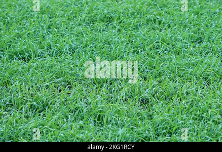 Lush green grass in the meadow as background Stock Photo
