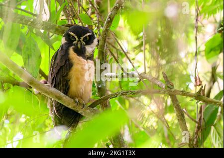 Spectacled owl (Pulsatrix perspicillata) adult perched on tree in tropical rain forest, Costa Rica. Stock Photo