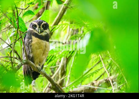 Spectacled owl (Pulsatrix perspicillata) adult perched on tree in tropical rain forest, Costa Rica. Stock Photo