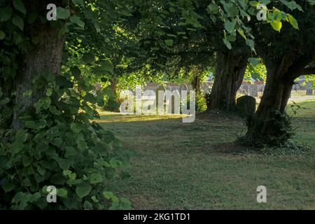 Old gravestones in a country churchyard with old trees, limes and yews in early morning light. Kintbury, St Mary's Church, near Hungerford, Berkshire Stock Photo