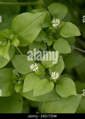 Common chickweed (Stellaria media) flowering annual weed plant, with small flowers among green leaves, Berkshire, September Stock Photo