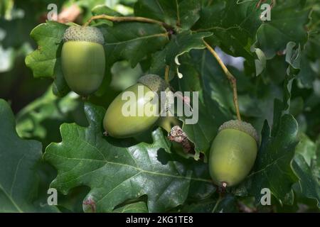 Mature green acorns and leaves on a common European oak (Quercus rubur) in autumn, Berkshire, September Stock Photo