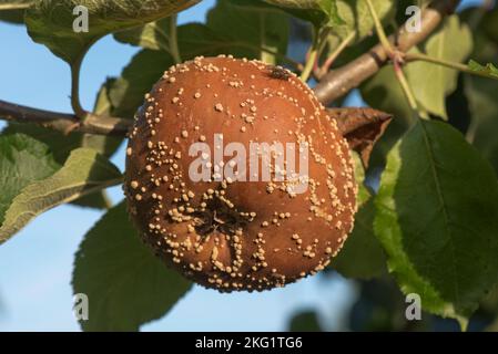 Brown rot (Monilinia laxa) rotting apple fruit with white/cream concentric pustules on an orchard tree, Berkshire, August Stock Photo